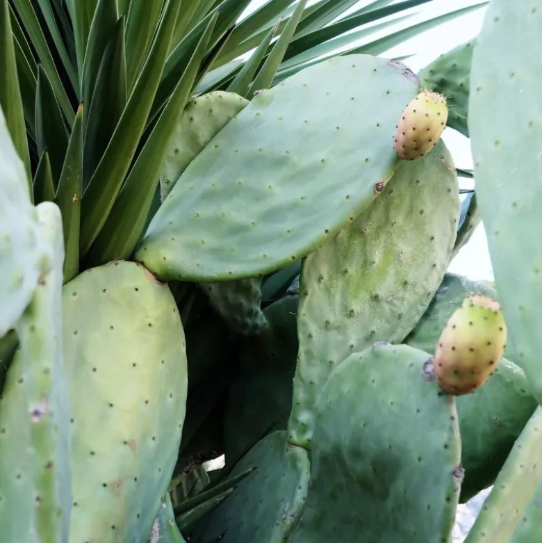 Cactus Toner Pads