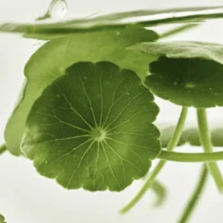 Light On Serum Centella + Vita C