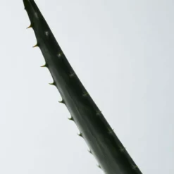 Soothing Aloe Vera Gel